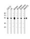 Tubulin beta-5 chain antibody, M32657-1, Boster Biological Technology, Western Blot image 