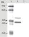 Keratin 5 antibody, LS-B7884, Lifespan Biosciences, Western Blot image 