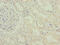 Interferon Induced Protein 44 antibody, CSB-PA011014LA01HU, Cusabio, Immunohistochemistry frozen image 