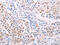 Transglutaminase 2 antibody, CSB-PA596121, Cusabio, Immunohistochemistry frozen image 