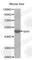 Sonic Hedgehog Signaling Molecule antibody, A0095, ABclonal Technology, Western Blot image 