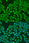 Pumilio RNA Binding Family Member 1 antibody, 22-010, ProSci, Immunofluorescence image 