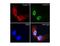 Lamin A/C antibody, LS-C82253, Lifespan Biosciences, Immunocytochemistry image 