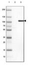 Kinesin Family Member 9 antibody, PA5-54556, Invitrogen Antibodies, Western Blot image 