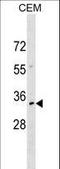 NK2 Homeobox 6 antibody, LS-C158393, Lifespan Biosciences, Western Blot image 