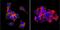 Human Pancreas Exocrine Cell Marker 1 antibody, NB100-74482, Novus Biologicals, Immunocytochemistry image 