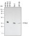 RAS Related 2 antibody, AF3605, R&D Systems, Western Blot image 