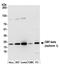 Core-Binding Factor Subunit Beta antibody, A303-549A, Bethyl Labs, Western Blot image 