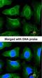 Golgin A3 antibody, orb69802, Biorbyt, Immunofluorescence image 