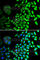 Cell Division Cycle 45 antibody, A2047, ABclonal Technology, Immunofluorescence image 