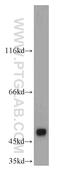 Ankyrin Repeat, SAM And Basic Leucine Zipper Domain Containing 1 antibody, 21550-1-AP, Proteintech Group, Western Blot image 