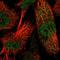 Endoplasmic Reticulum-Golgi Intermediate Compartment 1 antibody, HPA018666, Atlas Antibodies, Immunofluorescence image 