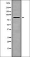 Zinc Finger Protein 839 antibody, orb336242, Biorbyt, Western Blot image 