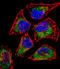 SIX Homeobox 5 antibody, LS-C161108, Lifespan Biosciences, Immunofluorescence image 