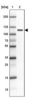 Hyperpolarization Activated Cyclic Nucleotide Gated Potassium Channel 1 antibody, PA5-53950, Invitrogen Antibodies, Western Blot image 