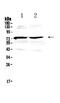 Growth Arrest Specific 6 antibody, PA5-79300, Invitrogen Antibodies, Western Blot image 