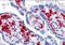 DExD/H-Box Helicase 58 antibody, orb89141, Biorbyt, Immunohistochemistry paraffin image 
