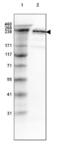 Spectrin Beta, Non-Erythrocytic 2 antibody, NBP1-86468, Novus Biologicals, Western Blot image 