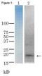 Thermostable direct hemolysin 1 antibody, 64-015, BioAcademia Inc, Western Blot image 