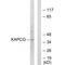 cAMP-dependent protein kinase catalytic subunit gamma antibody, A09948, Boster Biological Technology, Western Blot image 