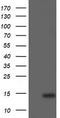 Cyclin Dependent Kinase Inhibitor 2B antibody, TA505206AM, Origene, Western Blot image 