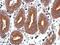 Tetraspanin 1 antibody, NBP1-30931, Novus Biologicals, Immunohistochemistry paraffin image 