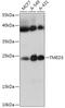 Transmembrane P24 Trafficking Protein 3 antibody, 18-033, ProSci, Western Blot image 