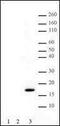 Heterogeneous Nuclear Ribonucleoprotein A1 antibody, MA1-26736, Invitrogen Antibodies, Western Blot image 