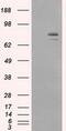 Heat Shock Protein 90 Alpha Family Class A Member 1 antibody, MA5-25036, Invitrogen Antibodies, Western Blot image 