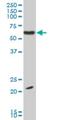 EBF Transcription Factor 3 antibody, H00253738-M06, Novus Biologicals, Western Blot image 