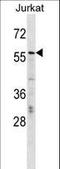 CBFA2/RUNX1 Partner Transcriptional Co-Repressor 2 antibody, LS-C168350, Lifespan Biosciences, Western Blot image 