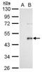 Wnt Family Member 3A antibody, PA5-78612, Invitrogen Antibodies, Western Blot image 
