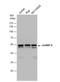 Heterogeneous Nuclear Ribonucleoprotein H1 antibody, NBP1-31648, Novus Biologicals, Western Blot image 