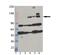 Interferon Induced With Helicase C Domain 1 antibody, NBP1-97526, Novus Biologicals, Western Blot image 