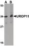 Amyloid Beta Precursor Protein Binding Family A Member 1 antibody, PA5-20525, Invitrogen Antibodies, Western Blot image 