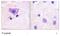 Ryanodine Receptor 1 antibody, ab59225, Abcam, Immunohistochemistry paraffin image 