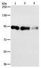 Piwi Like RNA-Mediated Gene Silencing 4 antibody, orb107427, Biorbyt, Western Blot image 