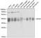 Eukaryotic Translation Initiation Factor 3 Subunit M antibody, GTX64817, GeneTex, Western Blot image 