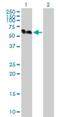 SMU1 DNA Replication Regulator And Spliceosomal Factor antibody, H00055234-D01P, Novus Biologicals, Western Blot image 