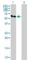 WD40 repeat-containing protein SMU1 antibody, H00055234-D01P, Novus Biologicals, Western Blot image 