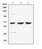 Sphingosine Kinase 2 antibody, A01382-1, Boster Biological Technology, Western Blot image 