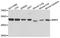 Bone Morphogenetic Protein 5 antibody, GTX64593, GeneTex, Western Blot image 