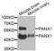 Pannexin 1 antibody, LS-C334871, Lifespan Biosciences, Western Blot image 