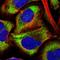 Elongation Factor 1 Homolog antibody, HPA045606, Atlas Antibodies, Immunofluorescence image 