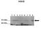 Interferon Regulatory Factor 6 antibody, orb329635, Biorbyt, Western Blot image 