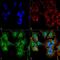 Unc-51 Like Autophagy Activating Kinase 2 antibody, PA5-77808, Invitrogen Antibodies, Immunofluorescence image 