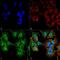 Unc-51 Like Autophagy Activating Kinase 2 antibody, PA5-77808, Invitrogen Antibodies, Immunofluorescence image 