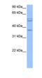 Transmembrane Protein 266 antibody, orb325796, Biorbyt, Western Blot image 