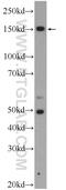 Zinc Finger RANBP2-Type Containing 3 antibody, 23111-1-AP, Proteintech Group, Western Blot image 