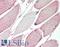 Anoctamin 2 antibody, LS-B15849, Lifespan Biosciences, Immunohistochemistry paraffin image 